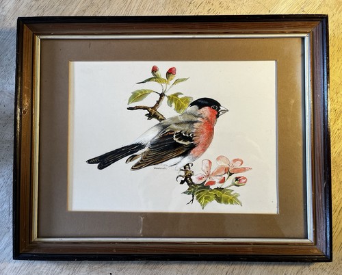 Male bullfinch original - male,