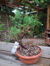 Chinese Juniper 'Mint Julep'  Bonsai In Plastic Training Pot CLEARANCE 20% OFF