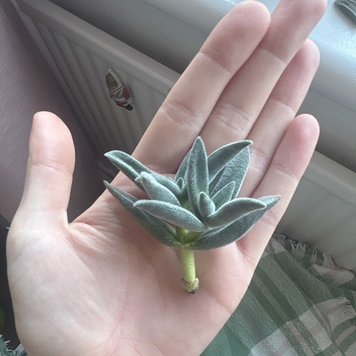 Crassula tarantula succulent - crassula,