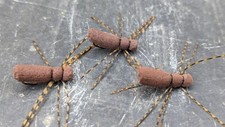 Urban Carp Brown Spider Zigs