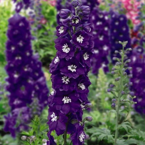 Delphinium dark blue - delphinium,