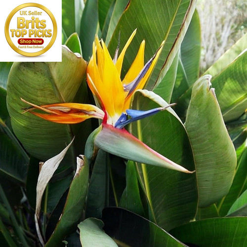 Strelitzia bird paradise - strelitzia,