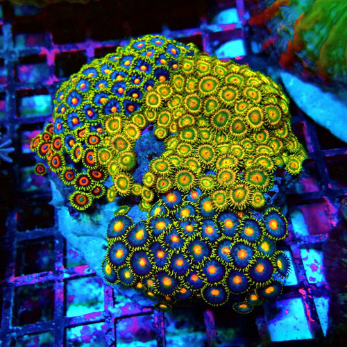 Wysiwyg zoas mix - wysiwyg,