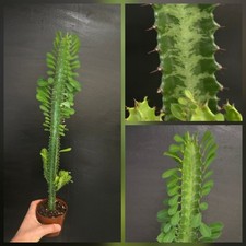 XL Euphorbia Cactus. African Milk Tree. Large Plant. 10 Cm Pot. 50+cm Height 