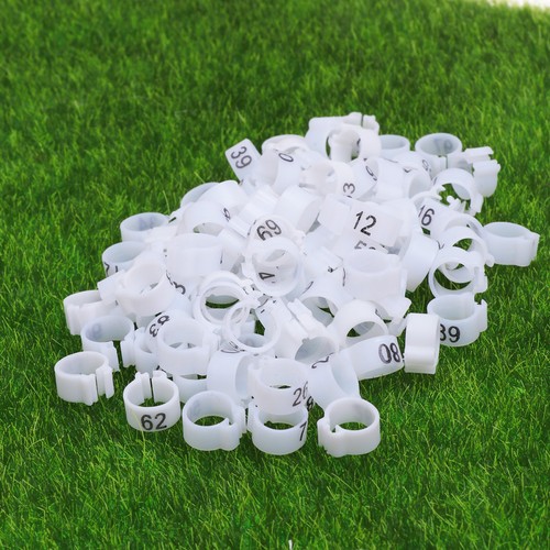 100 pcs pigeon - pcs,