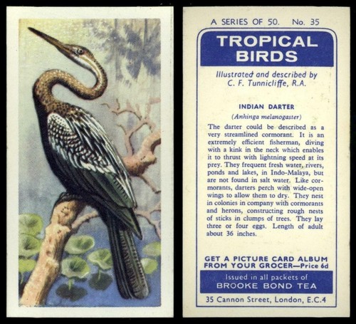 Indian darter tropical - indian, #35
