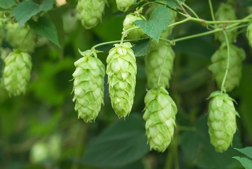 Common hops european - common,