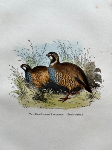 Antique hand coloured small