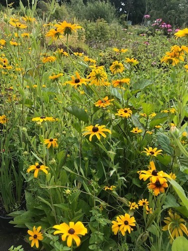 Rudbeckia - flower), 2l