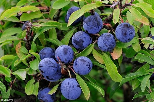 Sloes freshly frozen - sloes,, organic