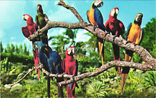 Macaws at Miami's Parrot Jungle Florida Postcard 