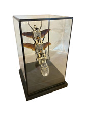 XL Goliath Beetles in flight