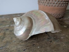 Antique Natural Turban Shell Conch Coral Sea Snail Mother of Pearl Nautical Vgc