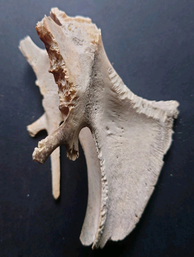 Vertebrae bone specimen for - specimen, a