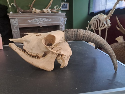 Goat skull - /,