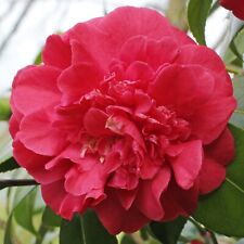 Camellia Plant Blood of China in 9cm Pot - Red Evergreen Flowering Garden Shrub