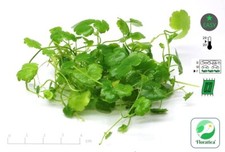 Hydrocotyle Tripartita (10x10cm) Live Aqua Plants Tropical Fish Tank Snail Free