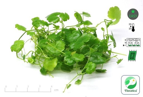 Hydrocotyle tripartita - hydrocotyle,