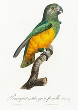 Plate No. 117 Senegal Parrot
