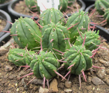 EUPHORBIA ENOPLA - nice sized