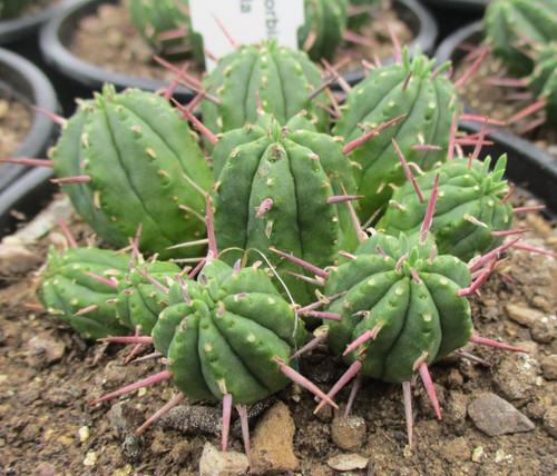 Euphorbia enopla nice - euphorbia,