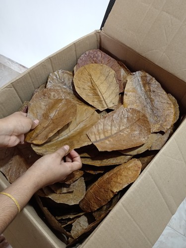 Indian almond leaves - indian,