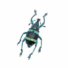 Blue Striped Weevil Beetle |