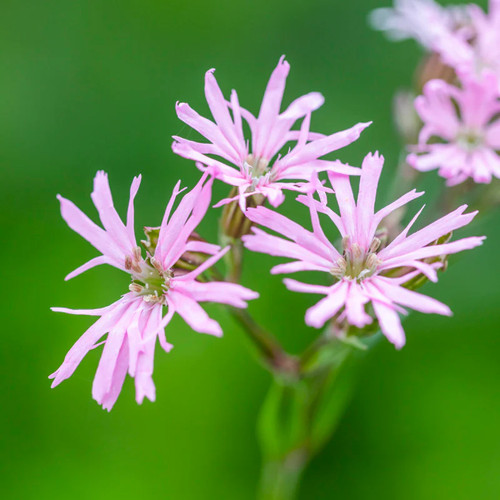 Lychnis flos cuculi ragged - -,