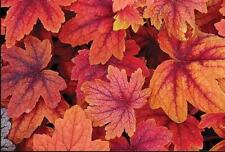 Heuchera Heucherella 'Sweet