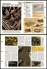 Garter Snake #34 Reptiles Wildlife Fact File Fold-Out Card