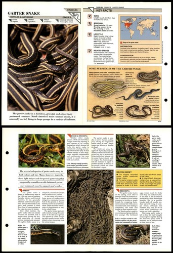Garter snake reptiles - snake, #34