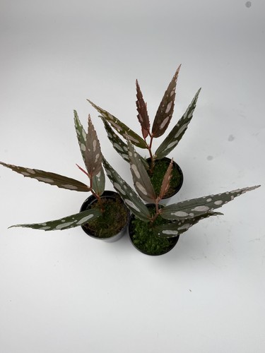 Begonia julau type - julau, rare