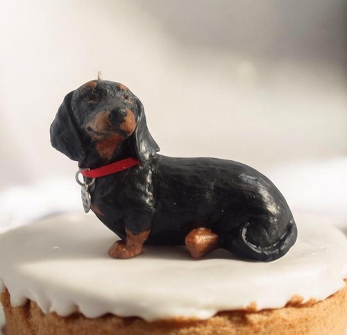 Cute black and tan miniature - ,