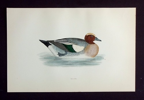 Wigeon duck original antique - duck,,
