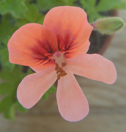 Angel eyes orange pelargonium - angel,