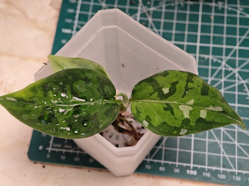 Aglaonema pictum tricolor - aglaonema,