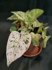 Variagated Marble Queen Pothos, Multiple Cuttings In A Pot, Well Rooted 