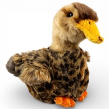 Carl Dick Duck Female Wild