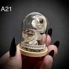 Ladybird & shield bug in a