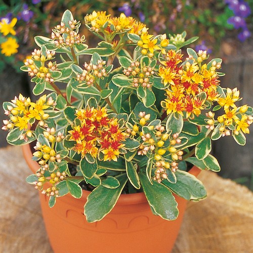 Sedum variegatum variegated - variegatum,