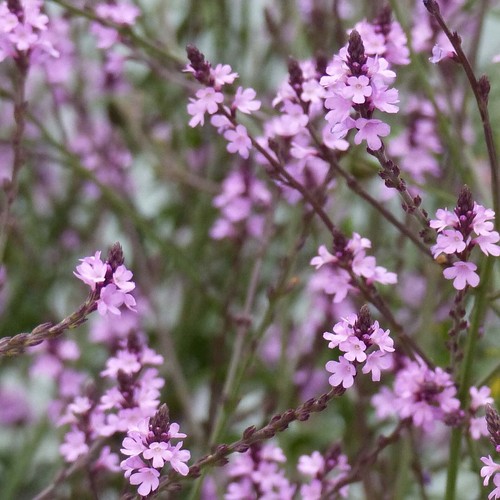 Verbena officinalis - verbena,