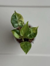 Philodendron Billitiae