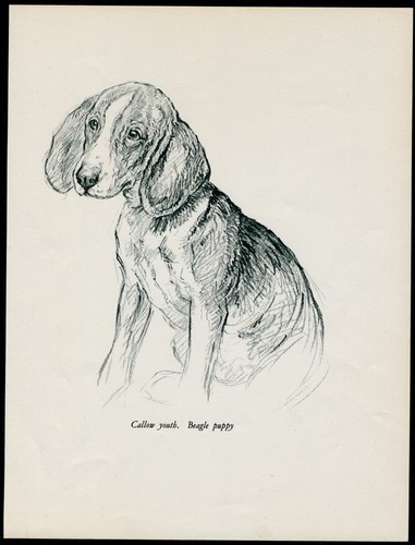 Beagle hound vintage 1937 dog - vintage,