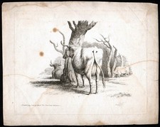 COWS IN FIELD 1801 Samuel