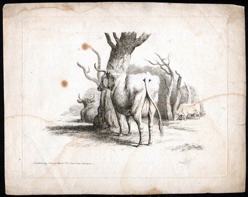 Cows field 1801 - in,