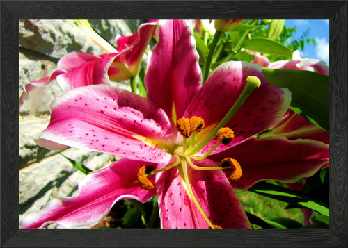 Stargazer lily framed wall art - framed,