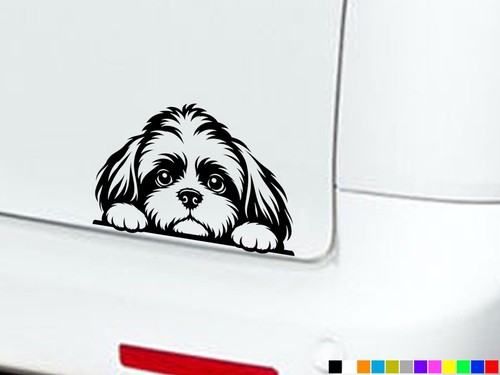 Shih tzu peeking - eyes, boot