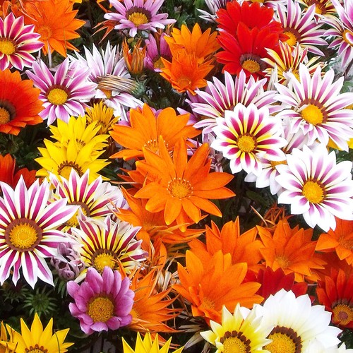 Gazania daybreak mixed - f1,