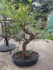Chinese Elm Large Pre-Bonsai CLEARANCE 20% OFF