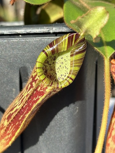 Nepenthes platychila mollis - x,